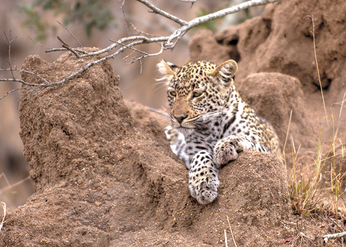 Baby leopard
